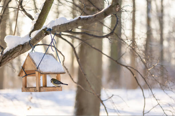 Vogelfutterhaus im privaten Garten
